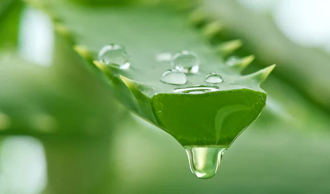 10 beneficios del aloe vera y por qué está presente en tantos productos Yon-Ka
