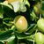 Jojoba: Una mirada en profundidad a este aceite calmante y curativo