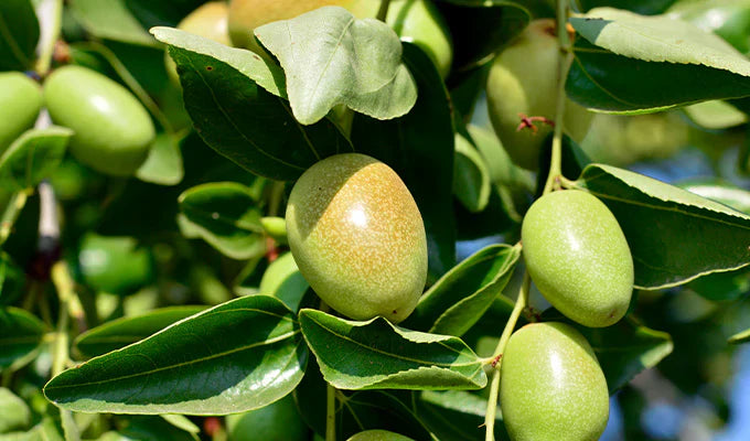 Jojoba: Una mirada en profundidad a este aceite calmante y curativo